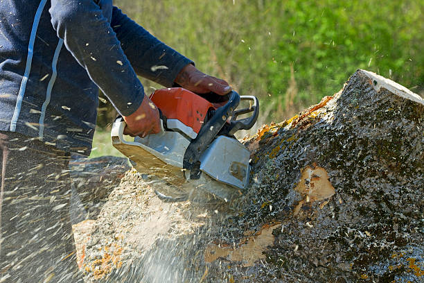 How Our Tree Care Process Works  in Lake Carmel, NY